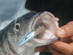 Pesca  Embarcada: Ao corrico de Barco