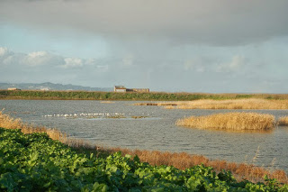 tejo hp