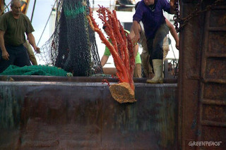 Portugal proíbe arrasto de fundo no alto mar