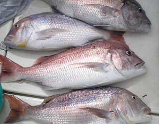 Novo regime excecional e temporário de compensação para profissionais da pesca