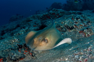 Primeiro Congresso de Biologia Marinha, uma ponte entre mares